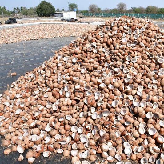 Copra / Dry Coconut Rate Today