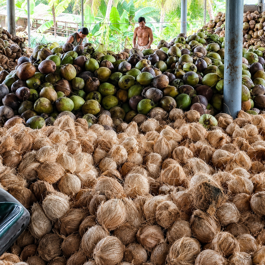 Coconut Rate Today