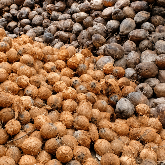 Matured Coconut Rate Today